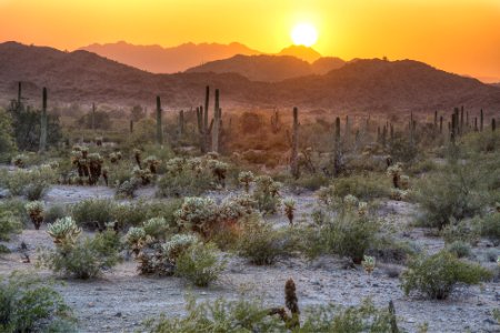Sonoran Desert National Monument photo