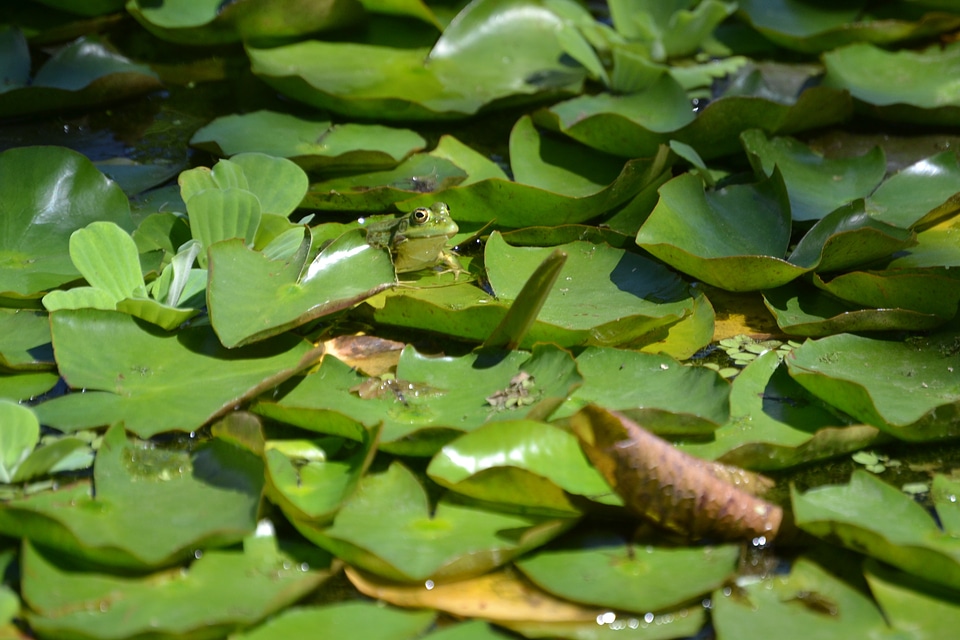 Anuran water creature animal