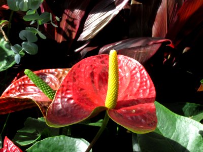 Flamingo Flower (Anthurium andraeanum) Dakota