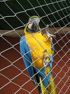 Blue yellow zoo