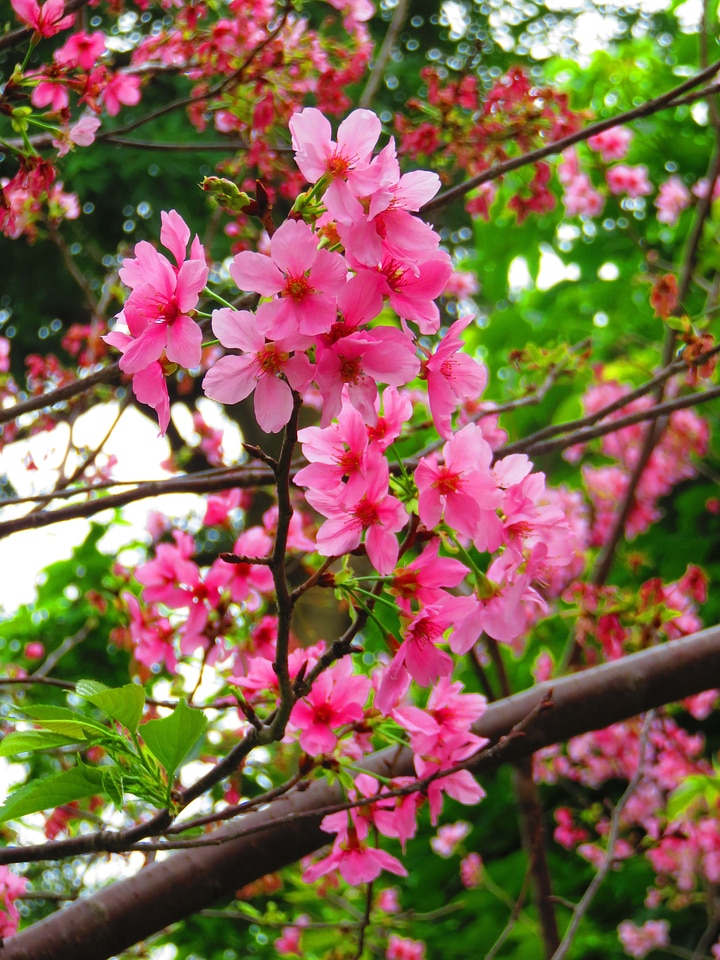 Spring pink plant photo