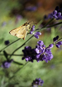 Nature wildlife summer