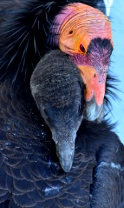 Vermilion Cliffs National Monument - Condor Viewing Site