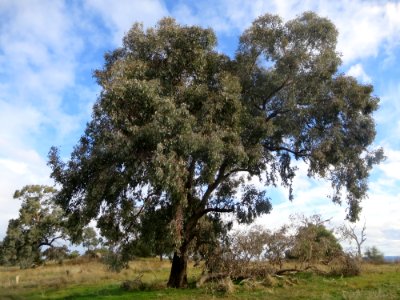Eucalyptus Albens