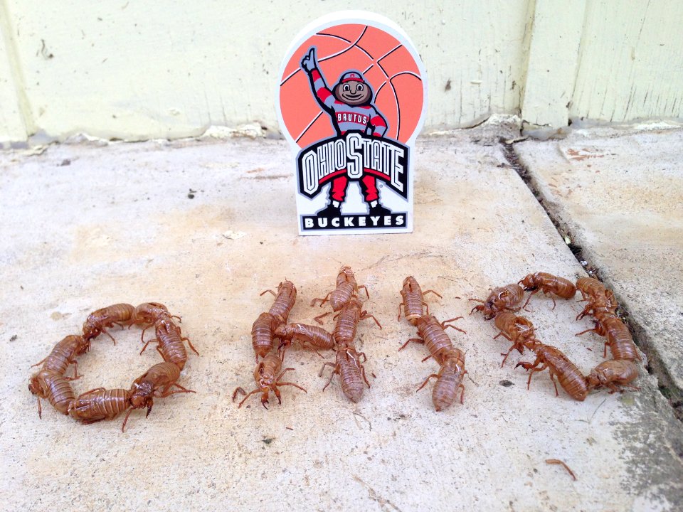 Brood V 17 year Magicicada periodical cicadas