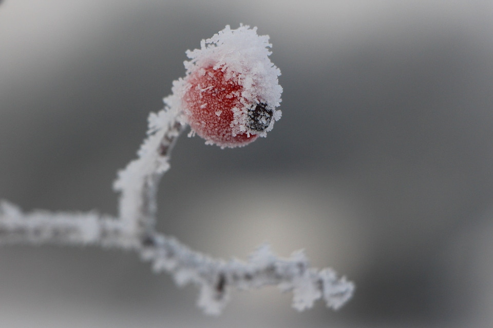 Frost crataegus hard rime