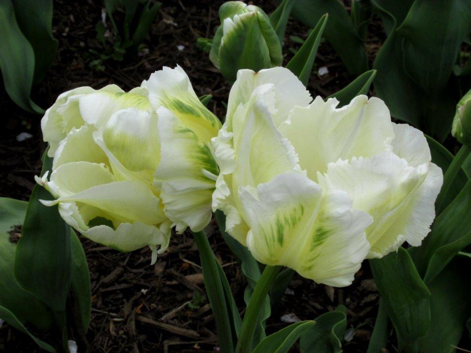 Parrot tulip White Parrot (2)