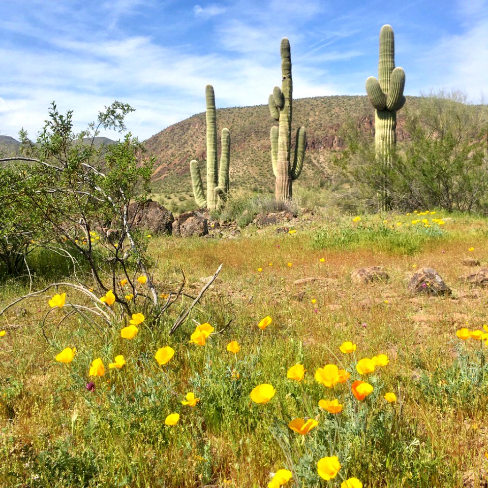 Poppies and Saguaro