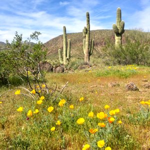 Poppies and Saguaro
