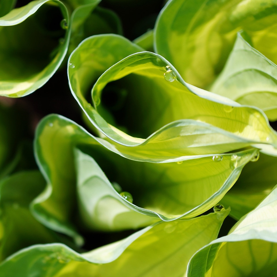 Foliage green nature
