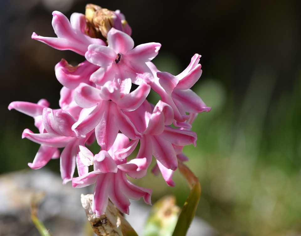 Pink plant spring flower photo