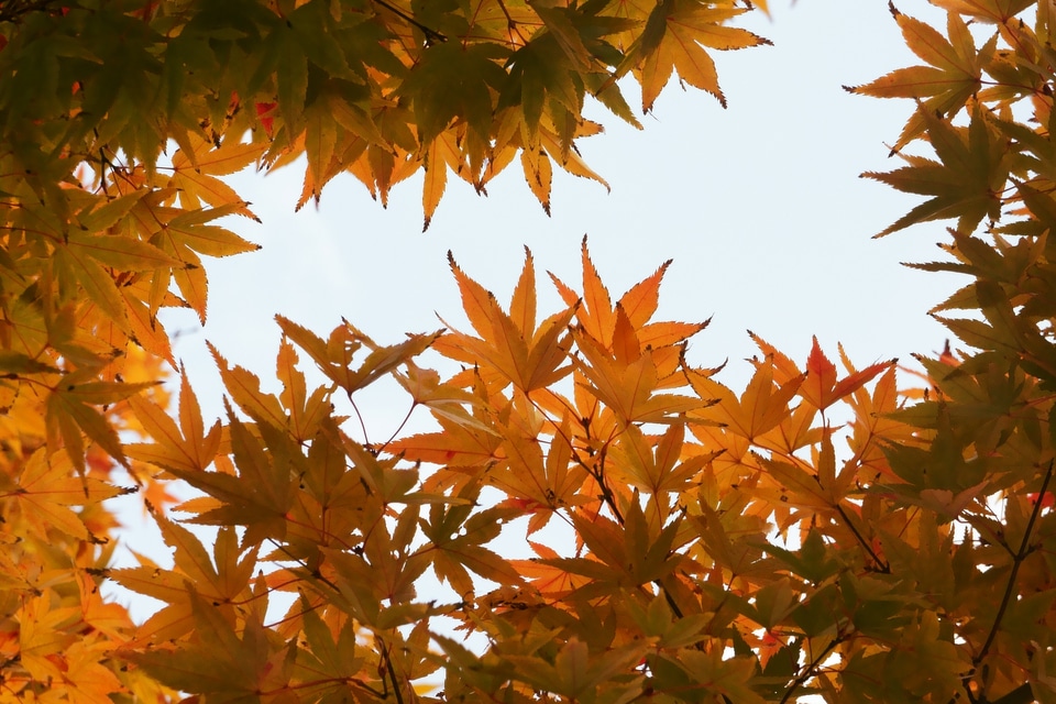 The leaves plants wood