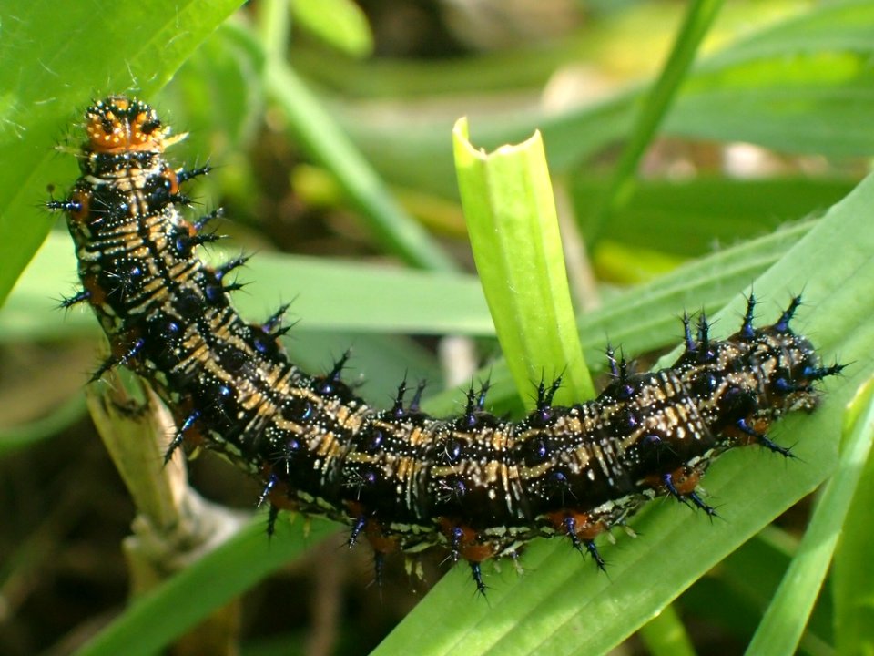 Common Buckeye caterpillar