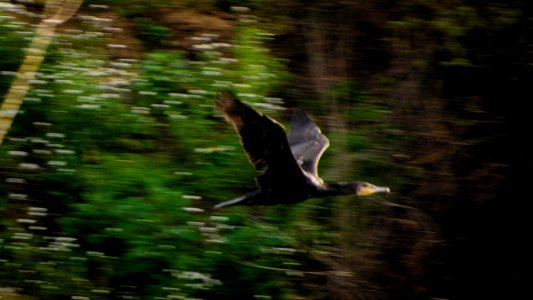 Phalacrocorax carbo... I think
