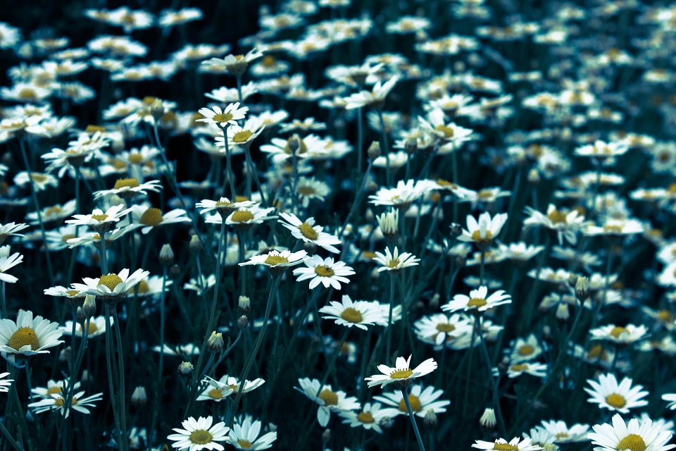 Flowers garden nature