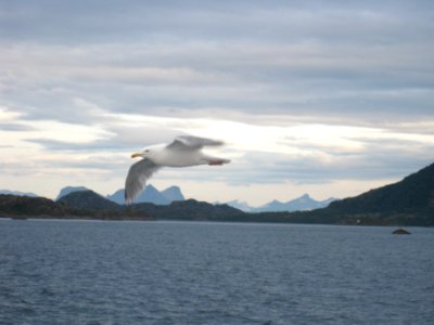 Norvegia - Isole Lofoten Luglio 2011