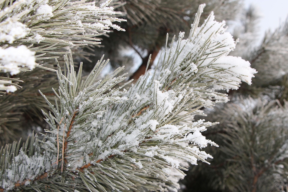 Frost spruce hard rime