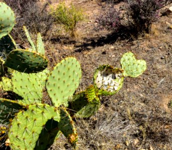 Arizona National Scenic Trail