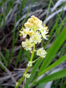 Meadow deathcamas