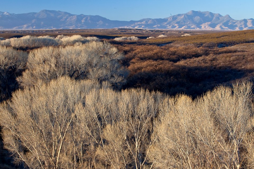 San Pedro Riparian National Conservation Area