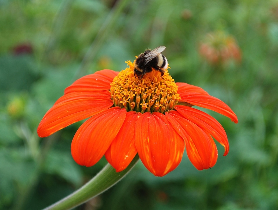 Nature growing pollen