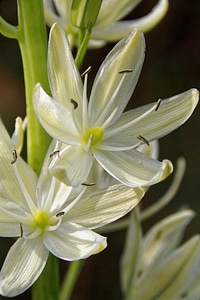White flower plant blossom