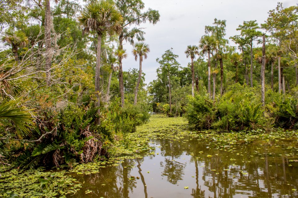 Everglades