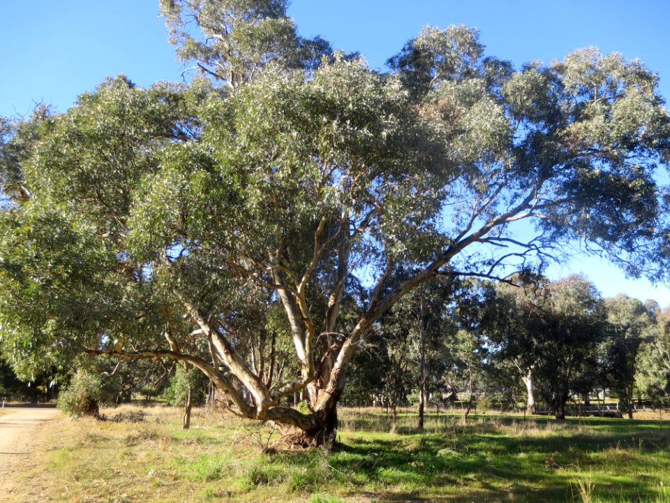 Eucalyptus Blakelyi x Dealbata