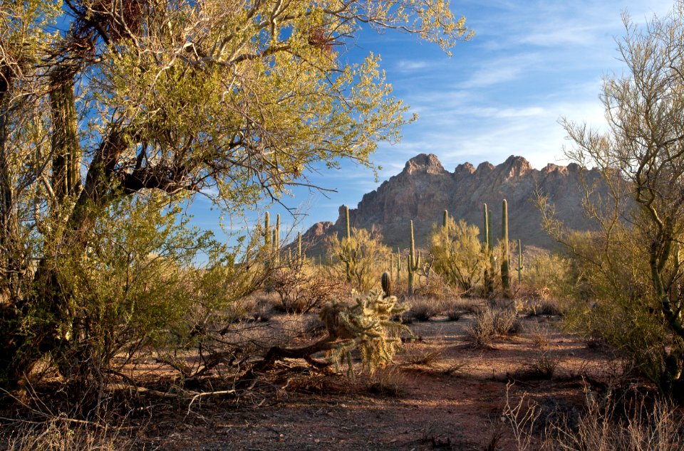 Ironwood Forest National Monument