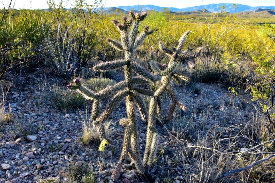 Arizona National Scenic Trail
