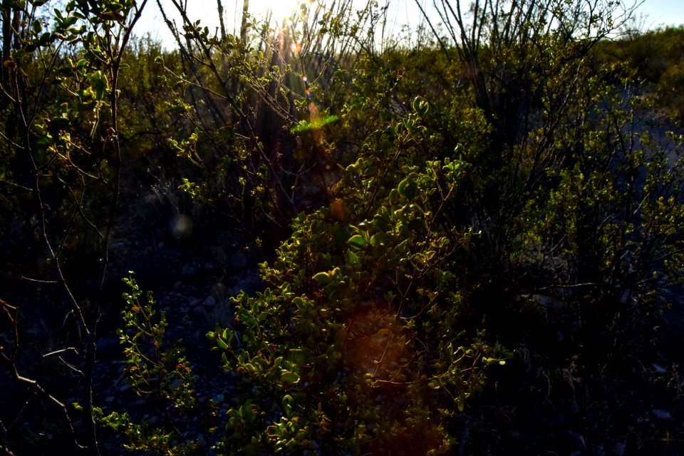 Arizona National Scenic Trail