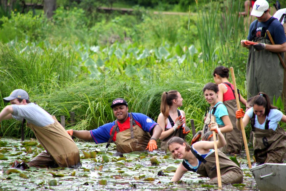 Kenilworth Aquatic Gardens