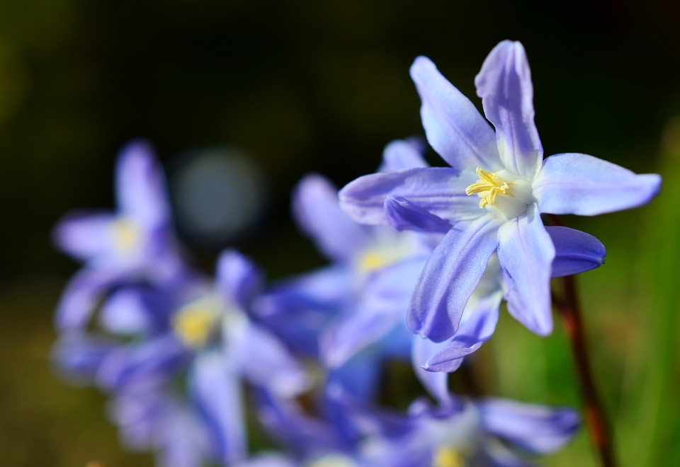 Chionodoxa purple flowers