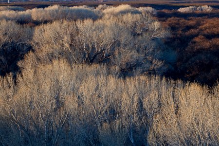 San Pedro Riparian National Conservation Area
