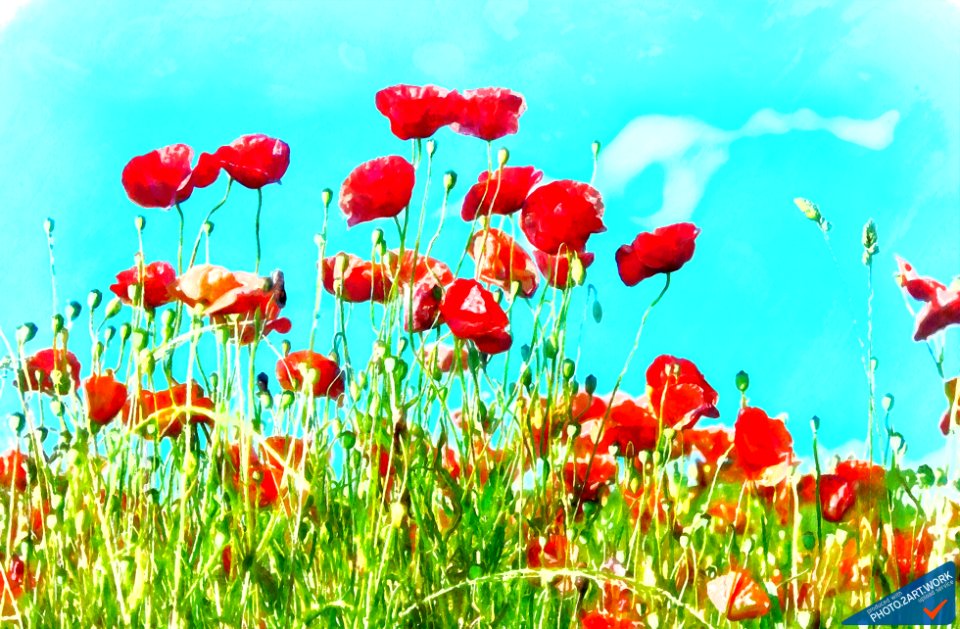 Poppy - ID: 16235-142820-8312