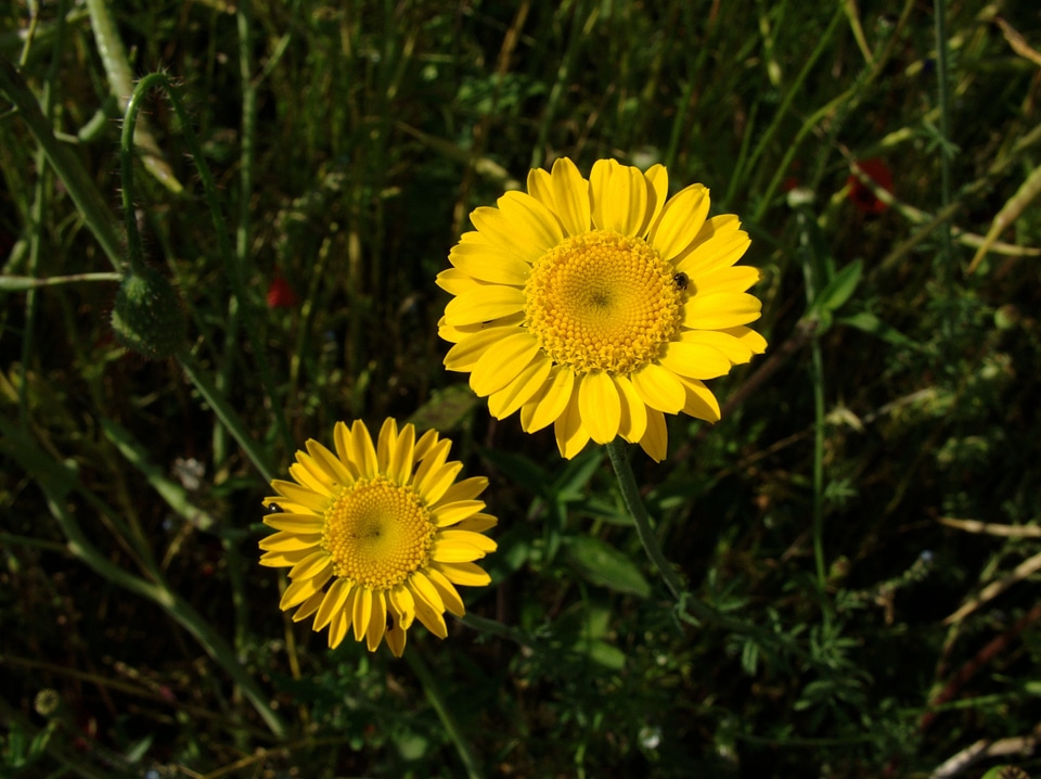 Floral yellow golden marguerite