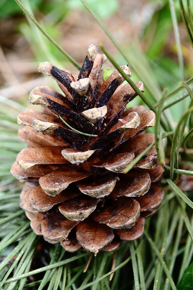 Softwood nature tree