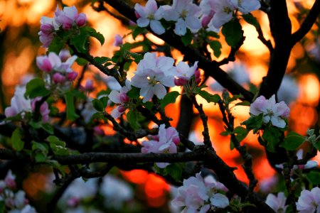 apple tree blossom sunset photo