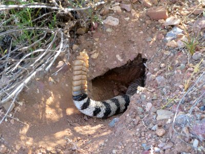 Western diamondback rattlesnake