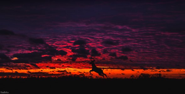 Deer in the sunset