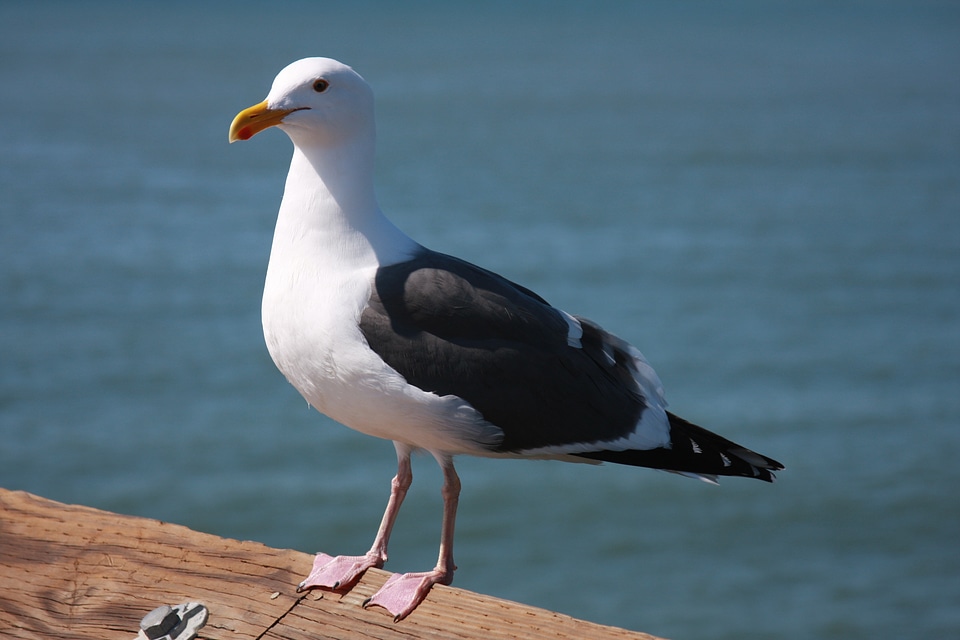 Nature wildlife beach photo