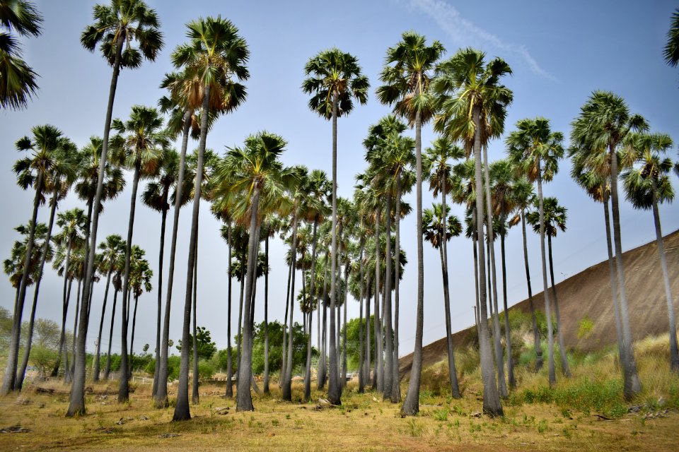 Thirumalapuram rock cut temple