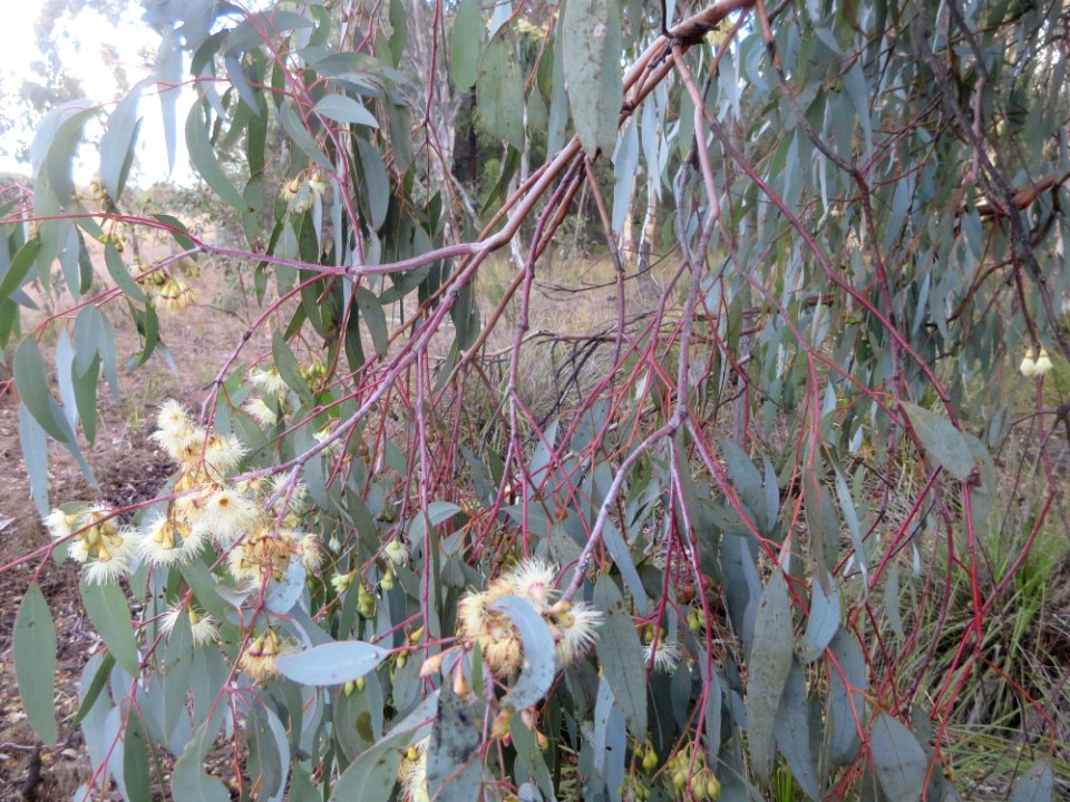 Eucalyptus Sideroxylon