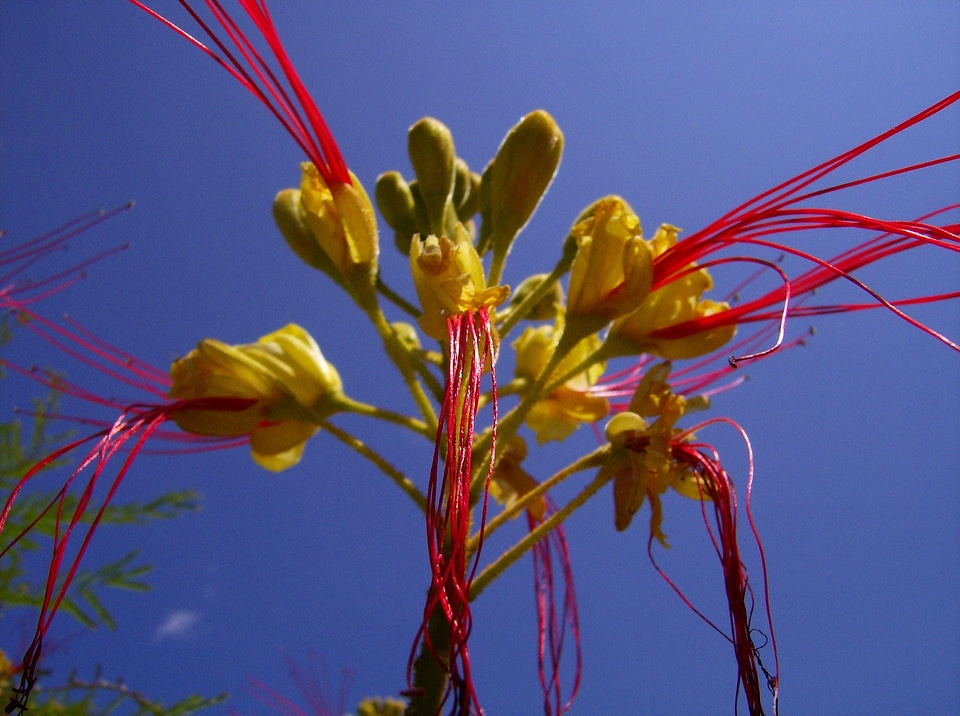 Plant flower nature