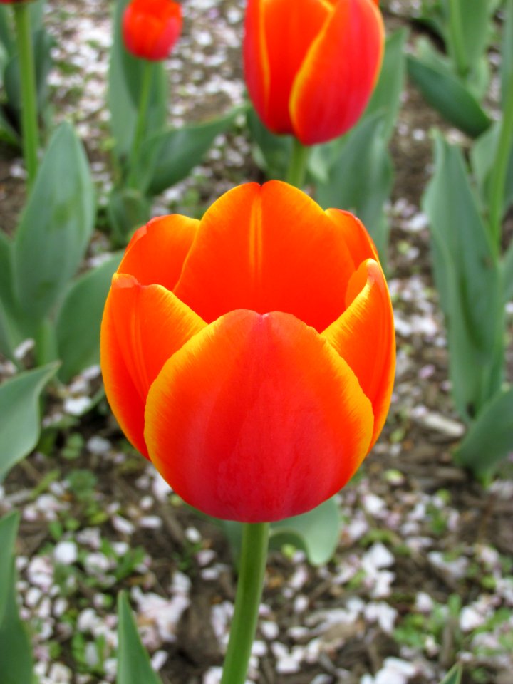 Darwin Hybrid tulip Burning Heart