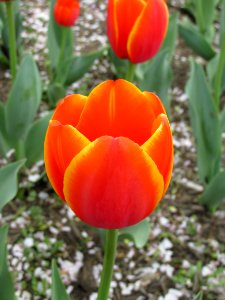 Darwin Hybrid tulip Burning Heart