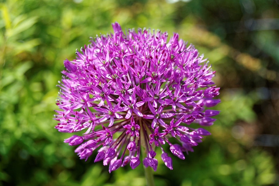 Onion plant purple flower