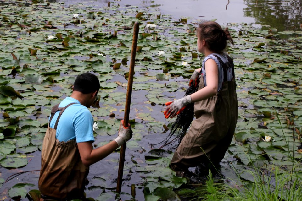 Kenilworth Aquatic Gardens