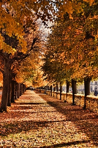 Autumn avenue nature