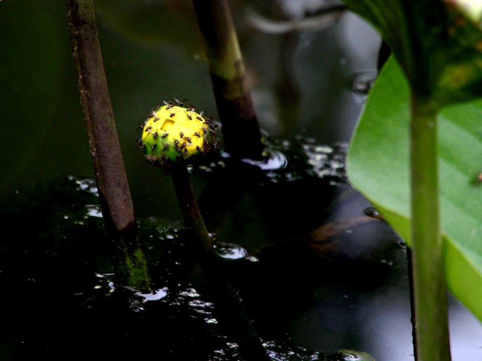 Kenilworth Aquatic Gardens